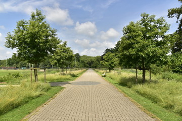 Fototapeta na wymiar La route pavée principale entre deux rangées d'arbres au domaine provincial de Vrijbroekpark à Malines