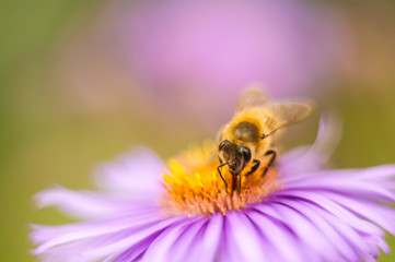 bee on a flower