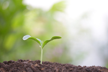 small tree sapling plant planting with dew