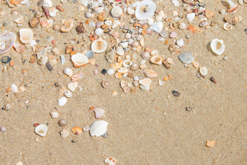 Fototapeta na wymiar Sea shells on the beach For the background.