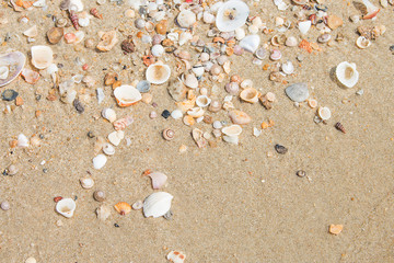 Sea shells on the beach For the background.