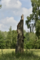 Reste d'un arbre foudroyé dans la zone sauvage du domaine provincial de Vrijbroekpark à Malines