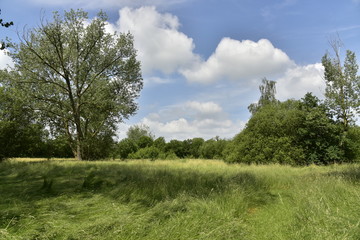 Prairie entour&eacute;e d'arbres dans la zone sauvage de l'extr&eacute;mit&eacute; sud du domaine provincial de Vrijbroekpark &agrave; Malines