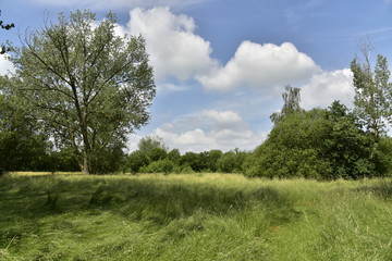 Prairie entourée d'arbres dans la zone sauvage de l'extrémité sud du domaine provincial de Vrijbroekpark à Malines