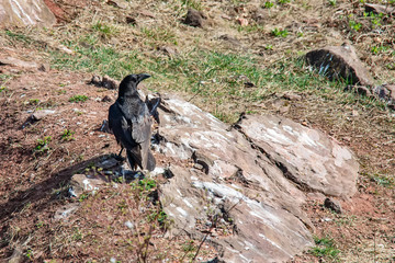 Fototapeta premium Raven stands on the wall