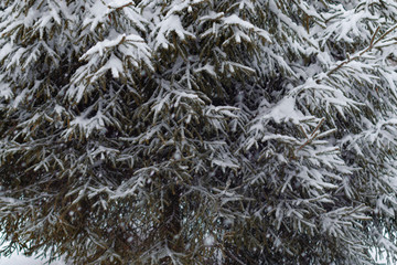 Spruce branches covered with snow