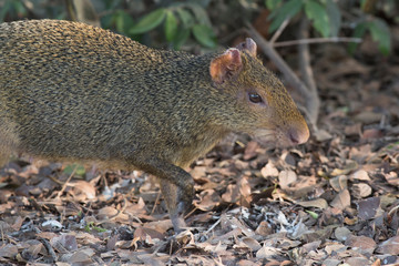 Azara's agouti ,Dasyprocta azarae, Pantanal , Brazil