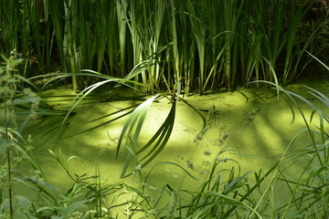Lumière du soleil sur le petit ruisseau couvert de micro-nénuphars au milieu des roseaux au...