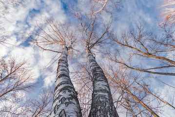 Obraz premium Double-trunk birch on sky background