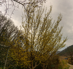 산수유꽃.산수유나무