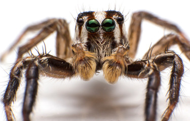 Close up of beautiful jumping spider isolated on white background