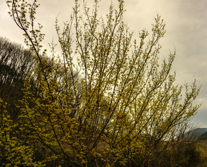 산수유꽃.산수유나무