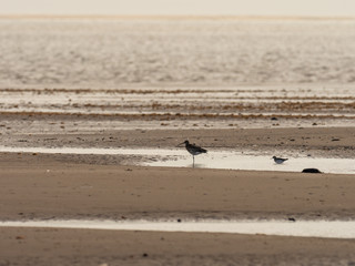 Oystercatcher on the beach, Gibraltar Point