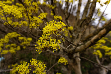 산수유꽃.산수유나무
