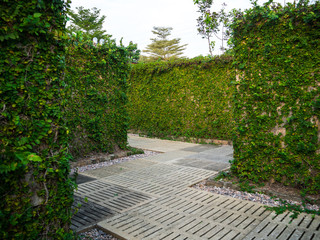 Walkway in the maze. Maze walls with green plants cover.