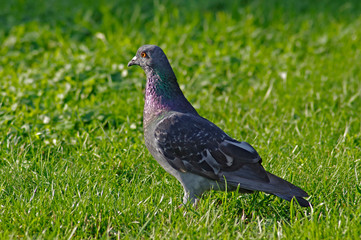 dove closeup on grass background