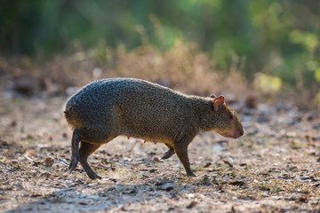 Azara's agouti ,Dasyprocta azarae, Pantanal , Brazil
