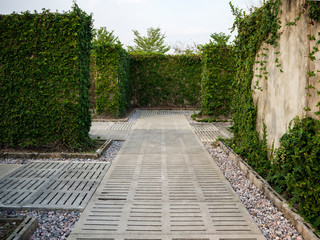 Walkway in the maze. Maze walls with green plants cover.