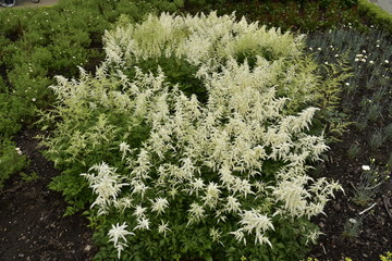 Buisson de fleurs blanches au jardin botanique du domaine provincial de Vrijbroekpark à Malines