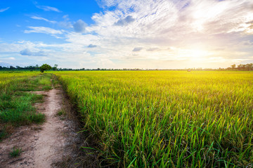 Fototapeta na wymiar Beautiful green cornfield with sunset sky background.
