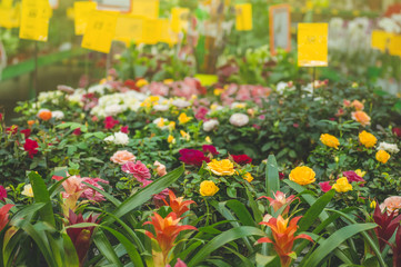 Garden shop. Many colorful flowerpot in the store, close up.