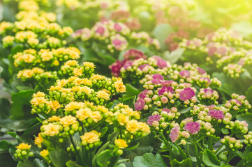 Garden shop. Many colorful flowerpot in the store, close up.
