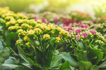 Obraz premium Garden shop. Many colorful flowerpot in the store, close up.