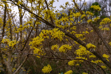 산수유꽃.산수유나무
