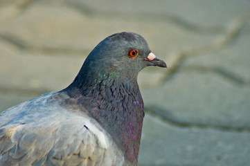Pigeon on the background of paving stones