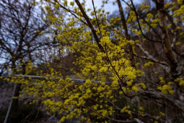 산수유꽃.산수유나무