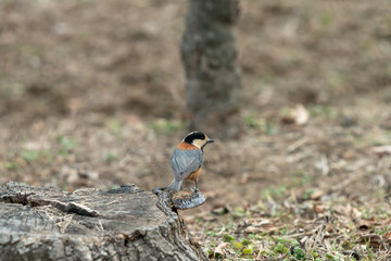 휴식을 하고 있는 새
