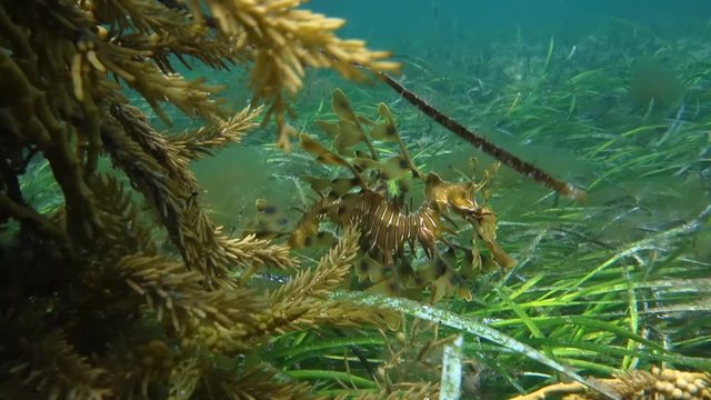 Leafy seadragon in habitat