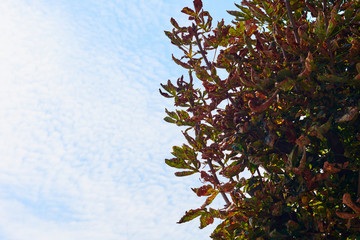 tree and blue sky