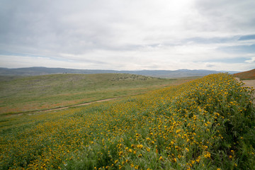 field of yellow flowers