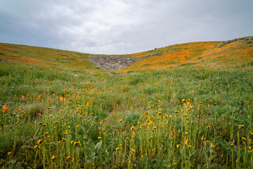 poppy field of flowers