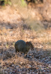 Azara's agouti ,Dasyprocta azarae, Pantanal , Brazil