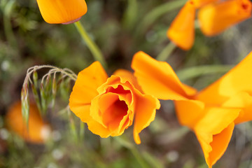 poppies in the garden