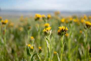 field of yellow flowers