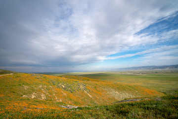Obraz premium sunset over poppy field