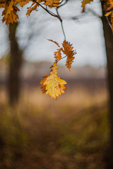 autumn leaves on tree
