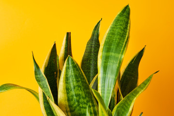 Sansevieria or Snake. Plant in pot