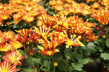 Chrysanthemum flowers planted and grows in the small plastic containers. Bred in a nursery for sale.