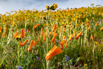 poppy field of flowers
