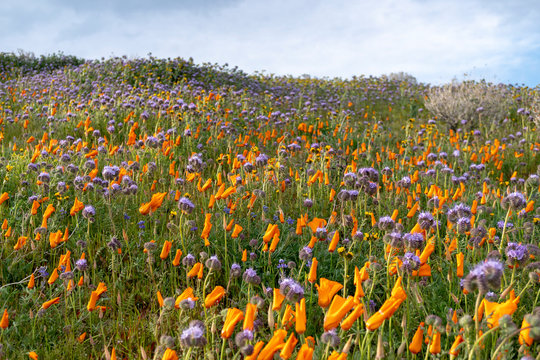 Poppy Field in California