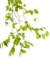 Green leaves and branches isolated on white