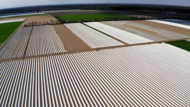 Aerial view, Flight over Asparagus fields, asparagus covered with white tarpaulin, Bergstrasse, Hesse, Germany