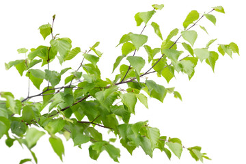 Green leaves and branches isolated on white