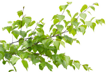 Fototapeta na wymiar Green leaves and branches isolated on white