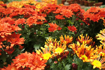 Chrysanthemum flowers planted and grows in the small plastic containers. Bred in a nursery for sale.