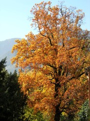Goldener Herbst... 